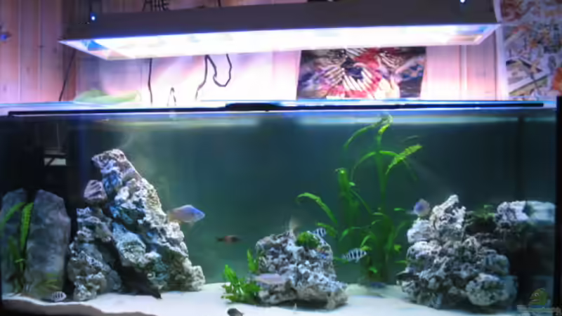 MEIN AQUARIUM WIRKT RECHR LEER IST ABER SCH??N ANZUSEHEN UND SIE SIND ALLE FRIEDLICH von Marvin Michel (1)