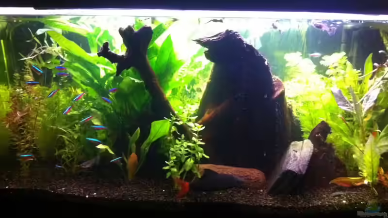 Mein Aquarium