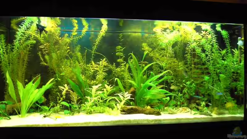 Mein Aquarium Mein Aquarium