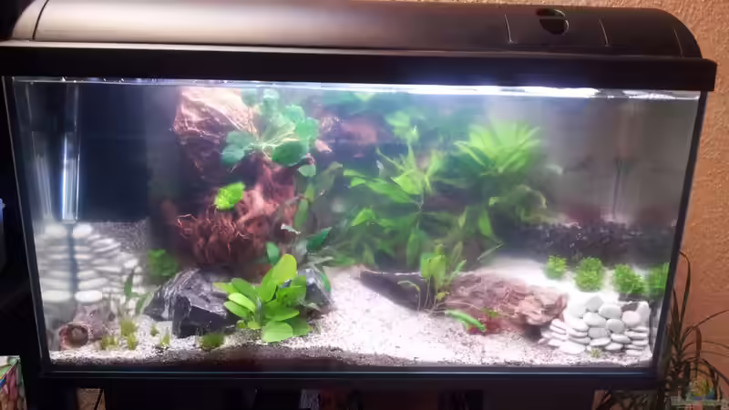mein Aquarium