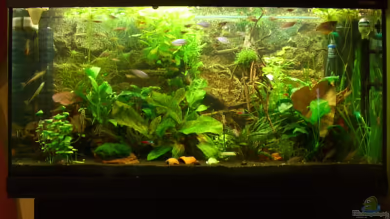 Mein Aquarium