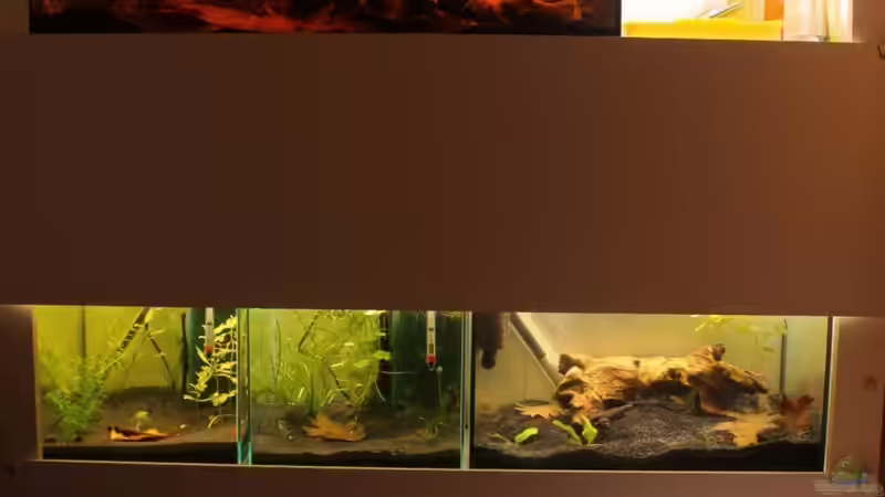 Mein Aquariumregal, ganz oben das L 134 Aquarium noch mit alter Dekoration von chrisi01 (3)