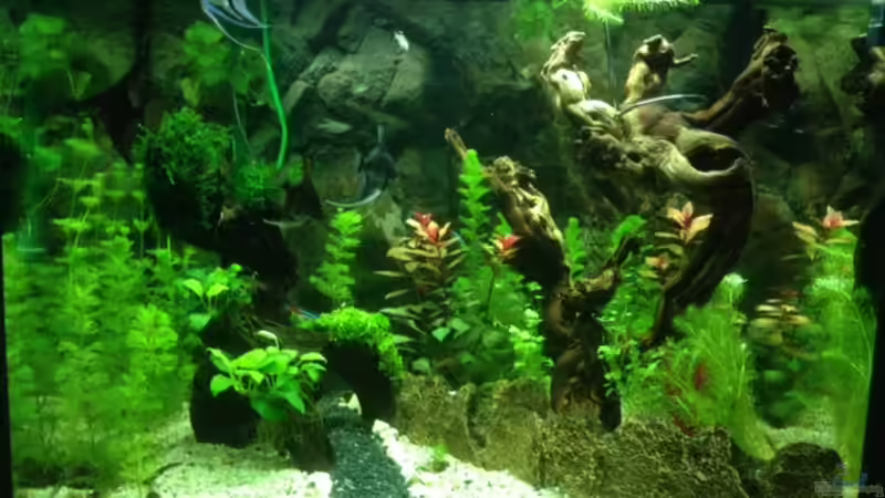 Mein Aquarum mit dem schwarzen Weg.. ;)  von Tarmina (2)