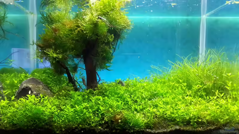 Mein Aquascape von Schnegge (1)