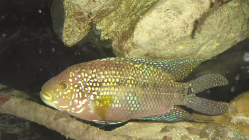 Mein Baby <3 von Laura (43)