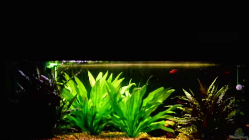 mein becken 02.05.08 von Tommy Weise (1)