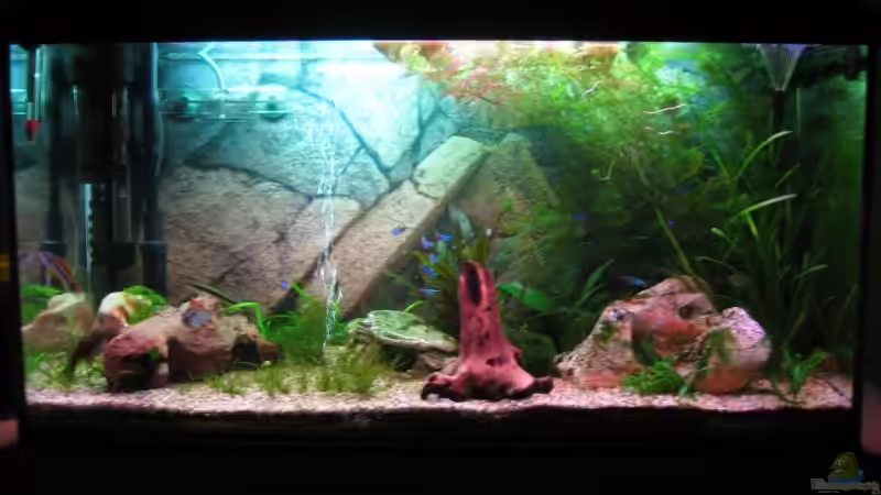 mein Becken 05.09.08 von Ron Schäpe (10)