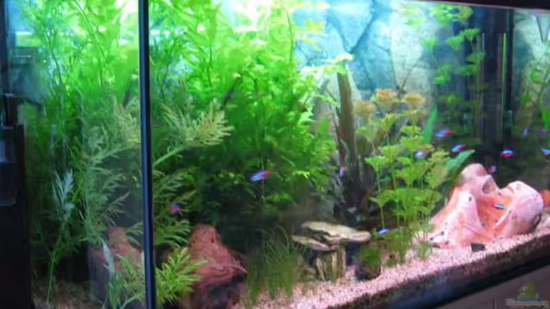 mein Becken 10.04.03 von Ron Schäpe (4)