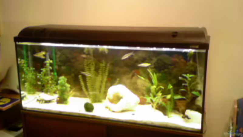 Mein Becken 19.3.2008