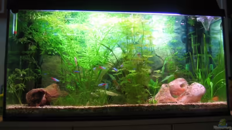 mein Becken 22.05.08 von Ron Schäpe (7)