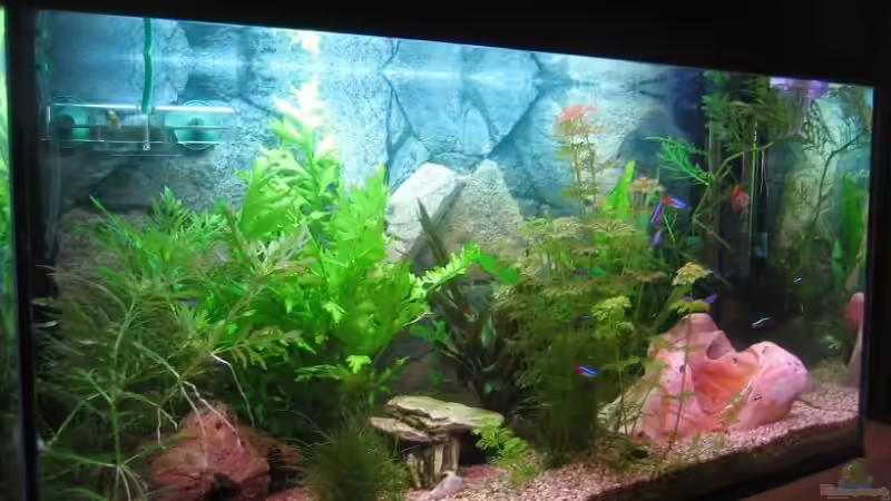 mein Becken 28.03.08 von Ron Schäpe (3)