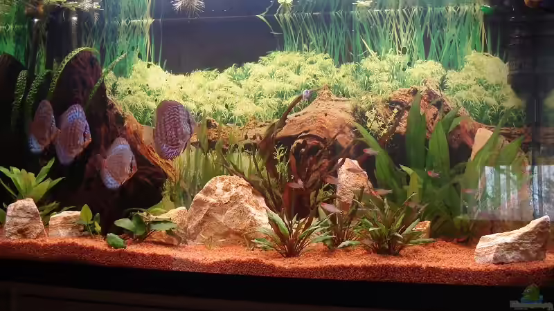 Mein Becken am 15.04.2006 von Sven Seidel (6)