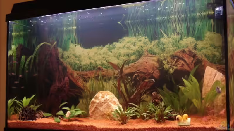 Mein Becken am 30.03.2006 von Sven Seidel (2)