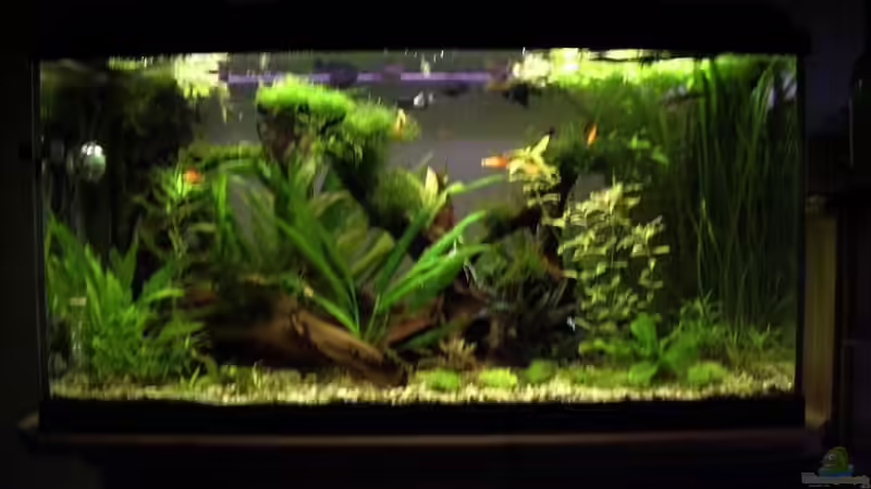 mein Becken am 6.7.08 von Christoph H. (12) (7)