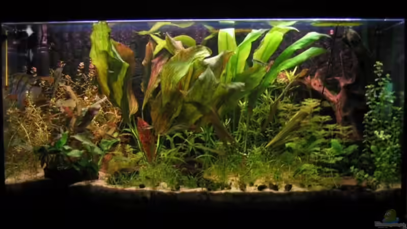 mein Becken ano 2006 man sieht deitlich was sich so alles verändert hat, eigentlich von Frank Rothhaupt (2)