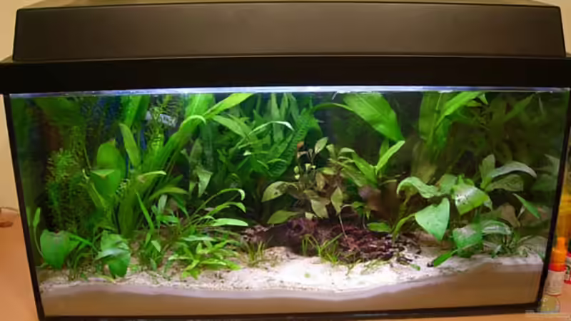 Mein Becken direkt nach der Einrichtung (Januar 06) von Anke Lutter (2)