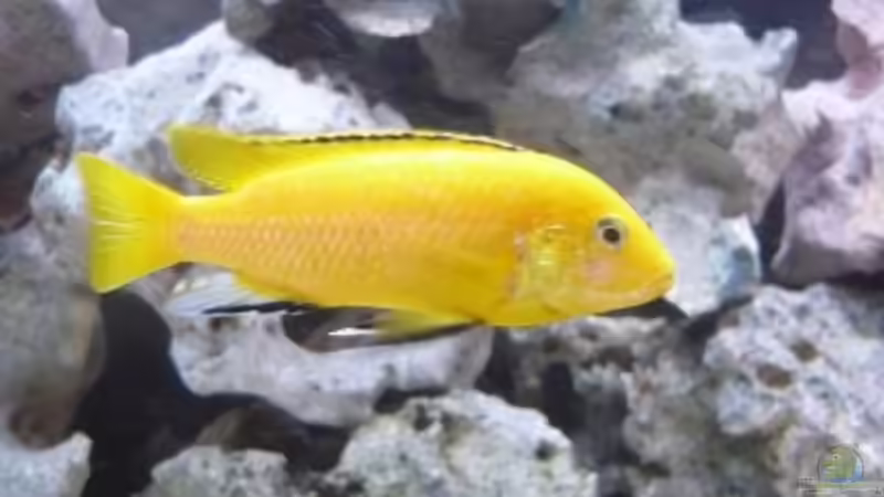 mein becken folgt in kürze von Mario Mertens