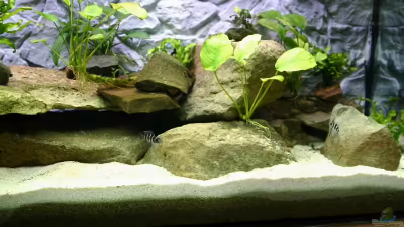 Mein Becken Juni 2007 Neue Bilder Folgen demnächst von Sleeper1981 (2)