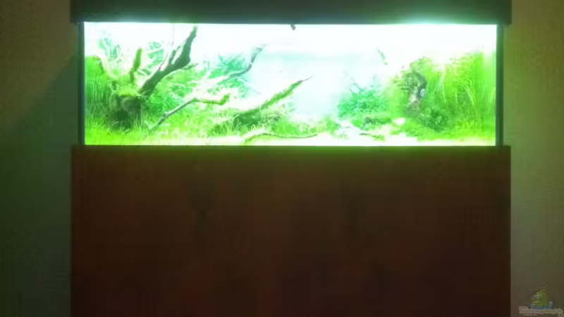 Mein Becken momentan von OrangeBuschfisch (9)