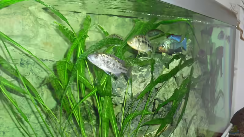 Mein Becken nach Umbau von Toelz (2)