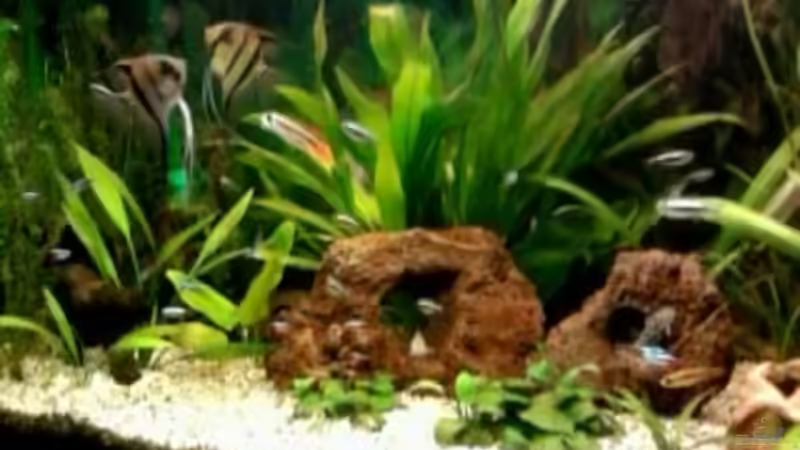 Mein Becken von DouDou (1)