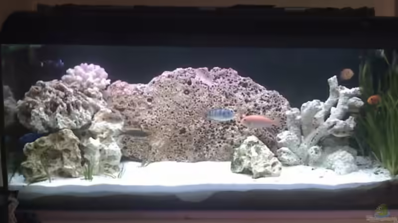 Mein Becken von Harald Ollenburg (1)