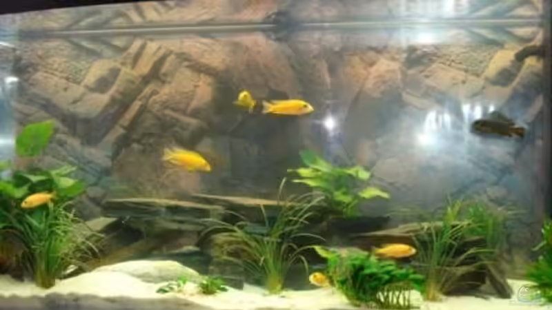 mein Becken von malawi74 (1)