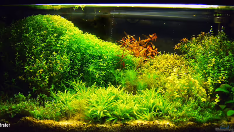 Mein Becken von Nico Förster (1)