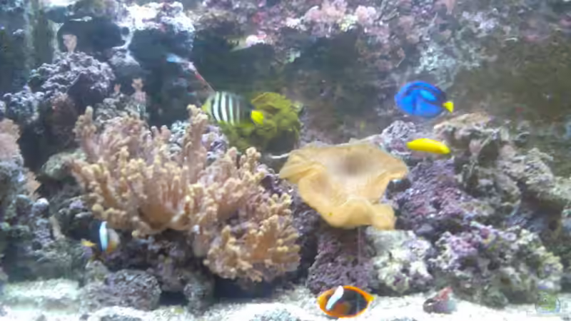 Mein Becken von Olaf Richter (1)