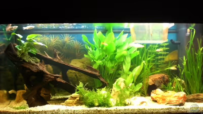 Mein Becken von SinFin (1)