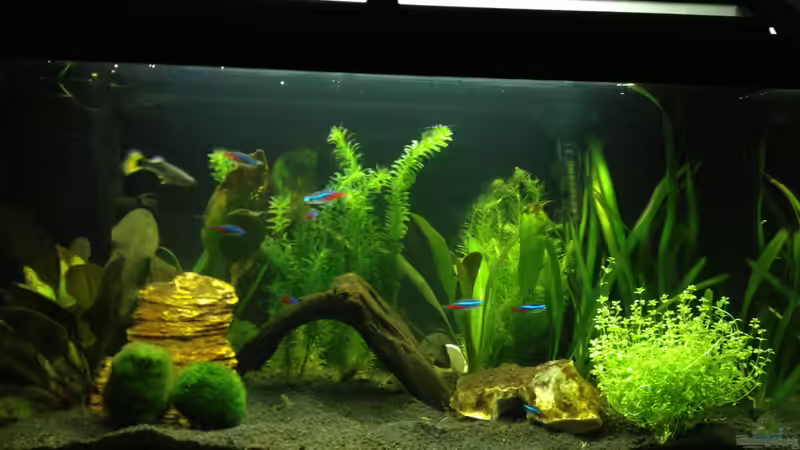 Mein Becken von Tobias Frank (7)