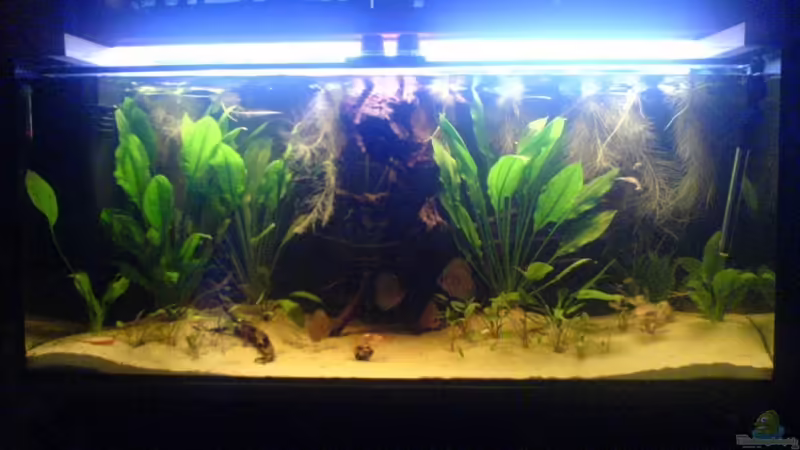 Mein Becken Vor 5 Tagen frisch eingerichtet