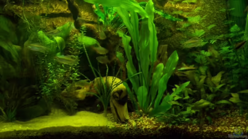 Mein Becken vor halbem Jahr Mein Becken vor halbem Jahr