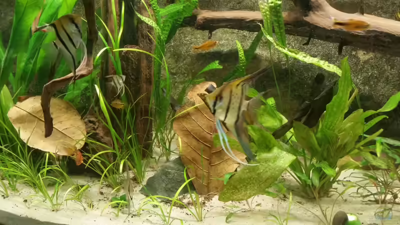 Mein Besatz von Patrick`s Amazonas (19)