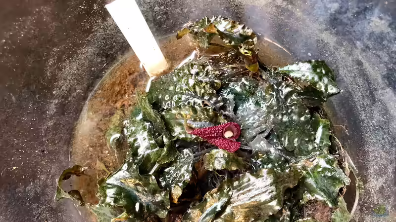 Mein Besuch auf der Aqua-Fisch in Friedrichshafen