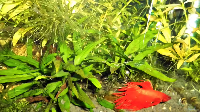 Mein Betta Emil - Stand - Dezember von odin 68 (21)