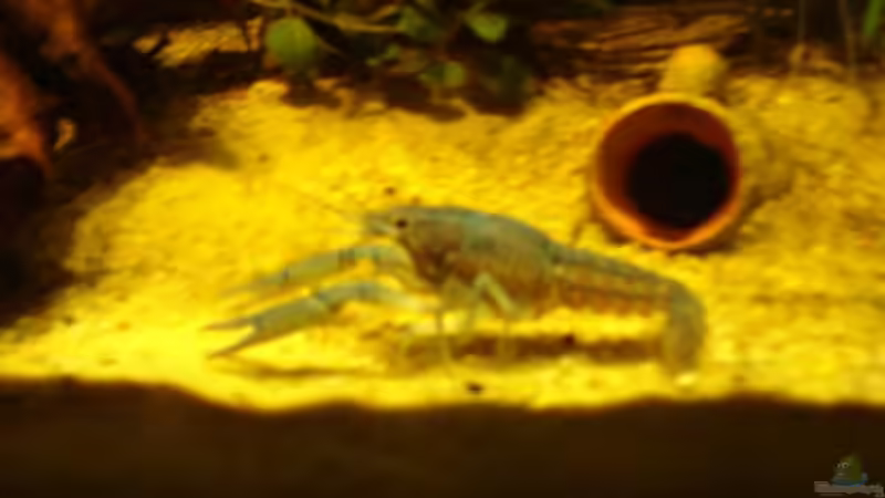 Mein Blauer von MarcFaßbender (5)