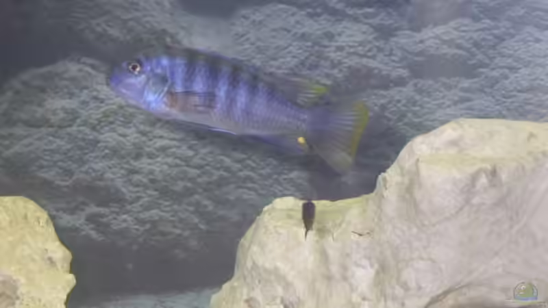 Mein Blauer von Martin Neumann (6)