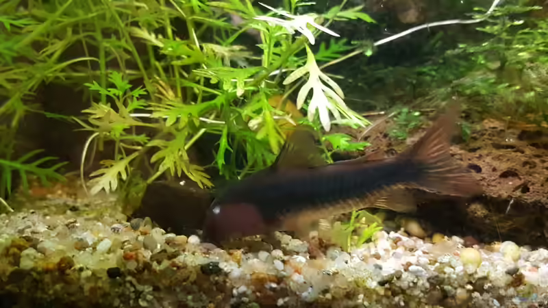 Mein blinder Black Venezuela PW von Mel (35)