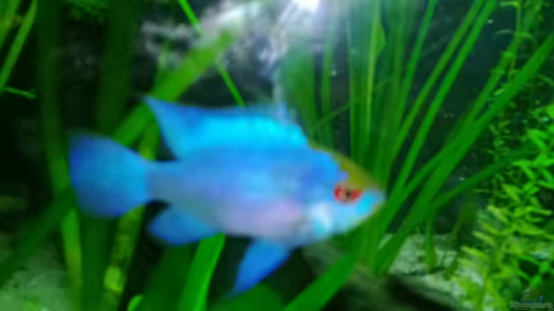 mein blue...  von Michael Bodem (27)