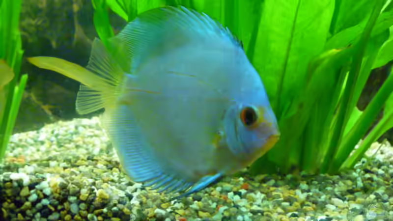 Mein Blue Diamont von Normen Mosick (9)