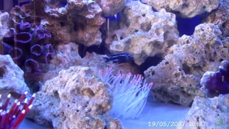 mein blue pseudo. von Sabine Krüger (9)