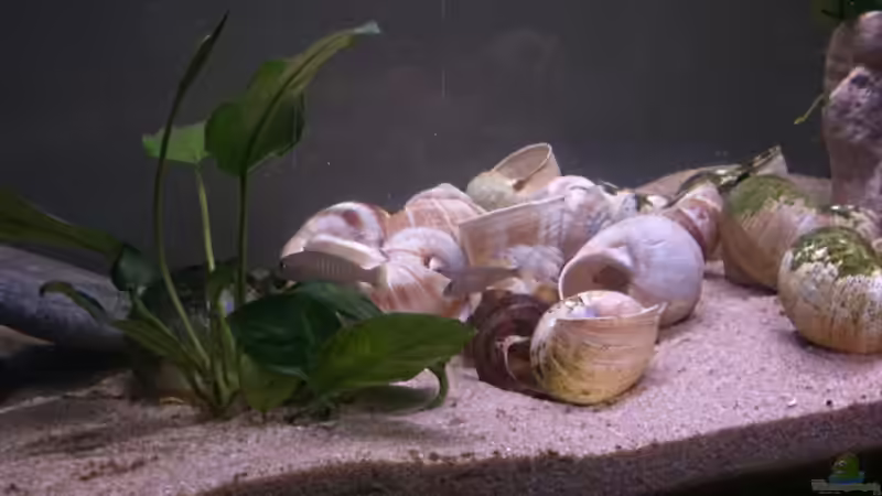 Mein Bock und das kleinere  Weibchen von Exotist (27)