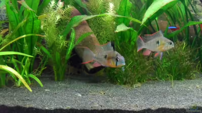 Mein Bolivianer. Links das Männchen, rechts das Weibchen. von Jan S. (26)