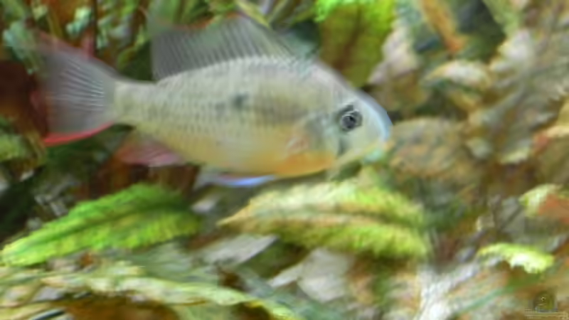 mein bolivianischer schmetterlingsbuntbarsch von Alex Schmid (15)