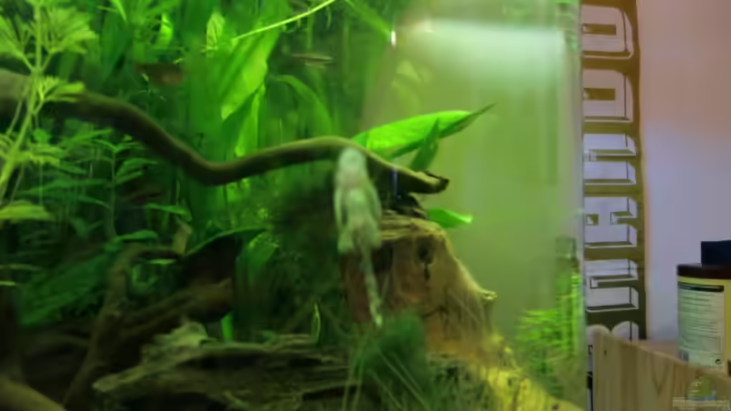 mein brauner antennenwels ,hab ihn leider immer nur von vorne drauf bekommen und von kili (28)