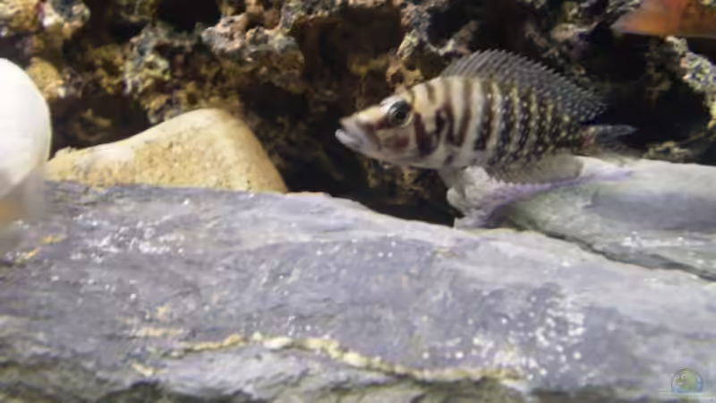 Mein Calvus Bock --ist er nicht eine Schönheit ;-) von Mike Schümann (4)