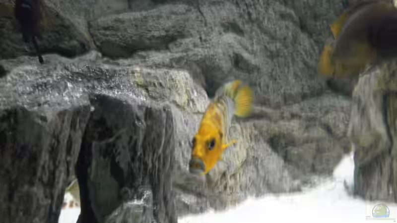 Mein calvus weibchen geile farben  von Manuel Jettki (25)