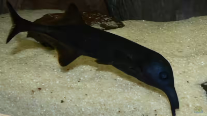 mein Campylomormyrus rhynchophorus namens Campi von Philip Richter (7)