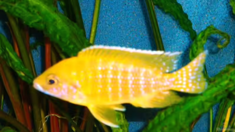 Mein Chinese von MalawiEder (26)